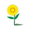 sunflower vector, free sunflower vector, sunflower vector simple, flower, download